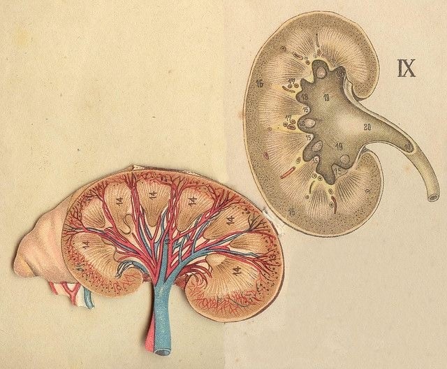 Αιμοκάθαρση στην ψηφιακή εποχή: τεχνολογία, καινοτομία και ο ρόλος του νοσηλευτή